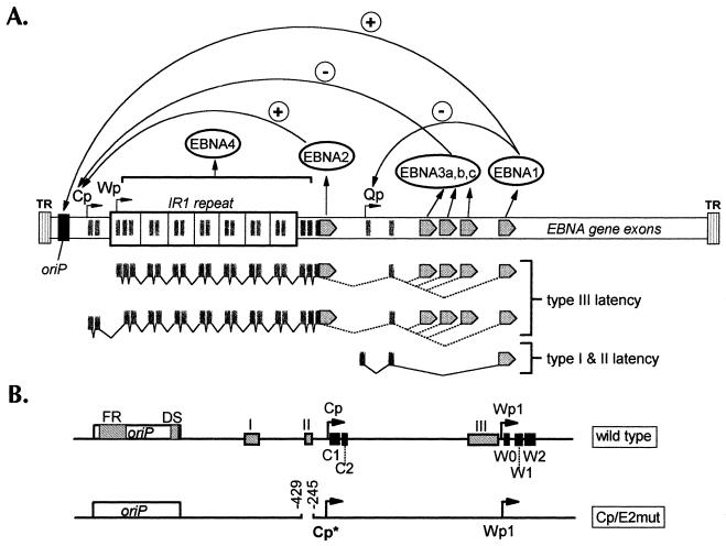 FIG. 1