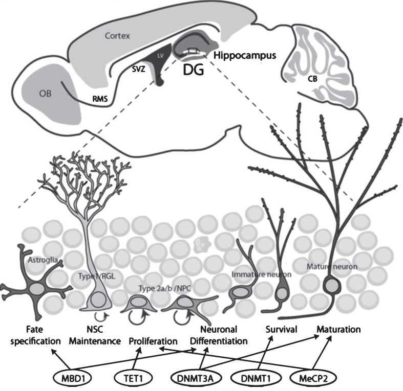 Fig.2