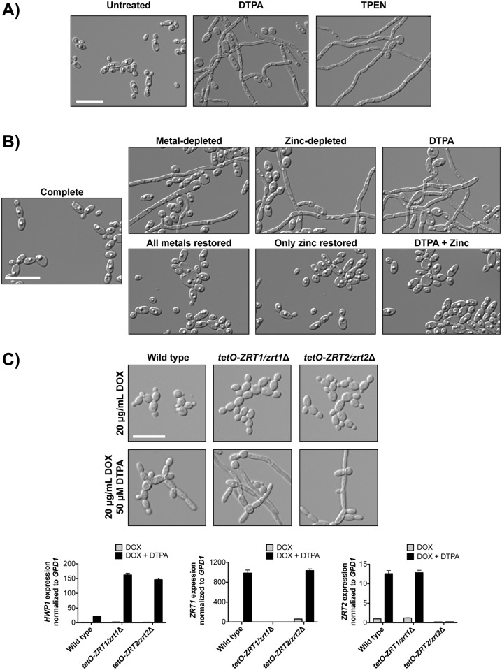 Fig 6