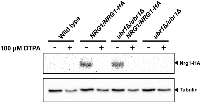 Fig 9