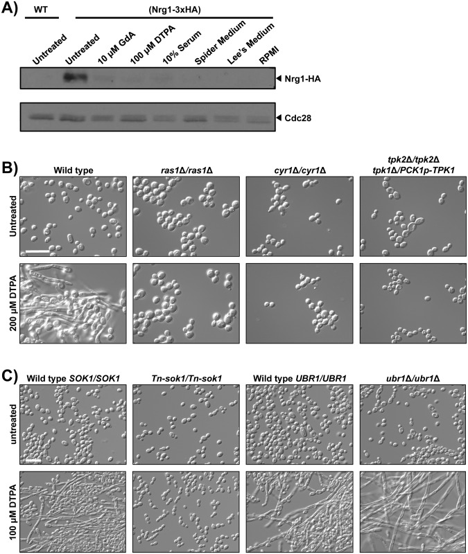 Fig 8