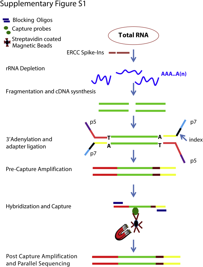 Supplemental Figure S1