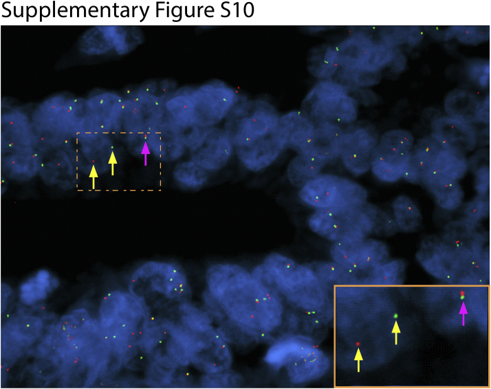 Supplemental Figure S10