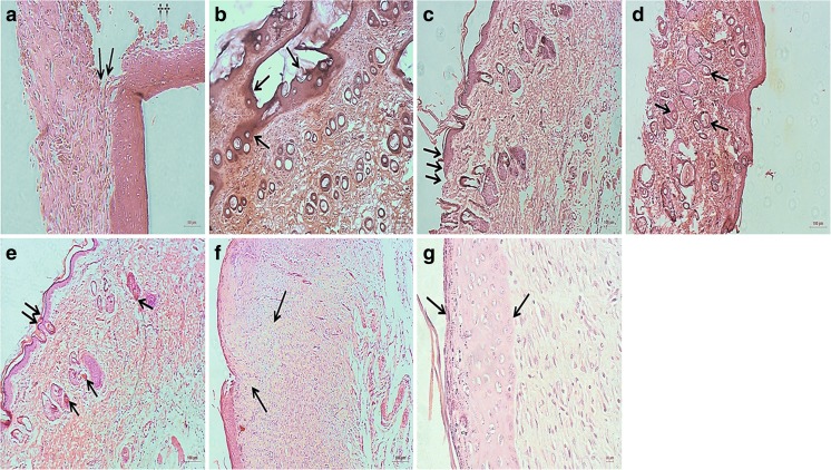 Fig. 8