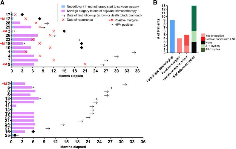 Figure 3. A, Swimmer plot showing 13 of 28 evaluable patients with evidence of biopsy-proven recurrent disease (above) and N = 15 without recurrent disease (below) after (neo)adjuvant immunotherapy followed by salvage surgery and adjuvant immunotherapy for up to six cycles with anti–PD-1/KIR combination therapy. Each row or bar represents an individual study patient with their time from the start of immunotherapy to date of salvage surgery indicated. The time from surgery to the end of up to six cycles of immunotherapy (28-day cycles) is displayed. Positive margin status at the time of salvage surgery (with tumor on ink) is noted. HPV (human papillomavirus)-positive disease is denoted by a “+.” The date of biopsy-proven recurrence (if applicable) is plotted along with last known follow-up (censored) or date of death. B, Clinicopathologic features of individuals experiencing recurrence (N = 13) sorted by pathologic downstaging from pre-op (clinical stage) to post-op (pathologic stage), margin status (positive defined as tumor on ink), lymph node status (ENE = extranodal extension) if sampled, and number (#) of adjuvant cycles of immunotherapy received post-op (six total cycles were planned; 28-day cycle length).