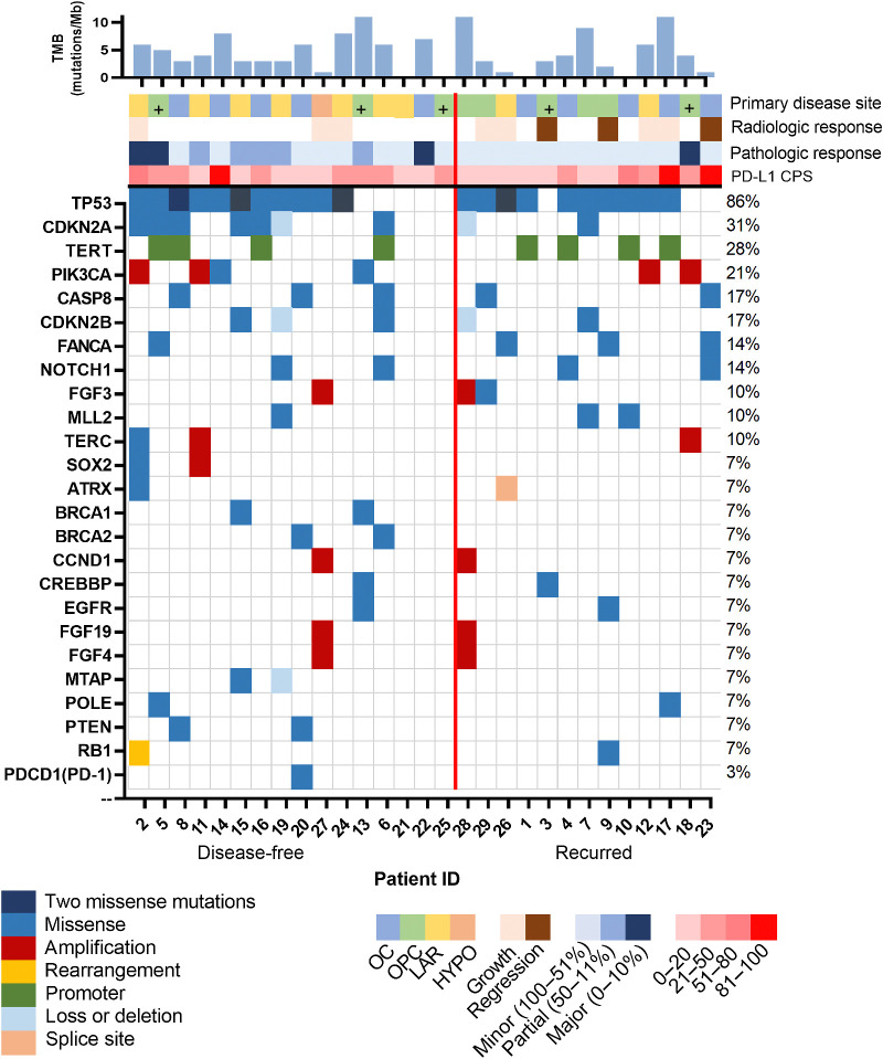 Figure 4. Mutational landscape plot showing the most commonly mutated genes arranged by frequency (top to bottom). Each column represents an individual patient's tumor sample obtained at the time of salvage surgery, following neoadjuvant immunotherapy grouped from left to right based on disease status (disease-free or recurrence). The bar graph at the top of the figure shows TMB in mutations/Mb. The color-coded top row tiles indicate key clinicopathologic features, including primary site of initial disease (OC, oral cavity; OPC, oropharynx; “+” human papillomavirus positive; LAR, larynx; HYPO, hypopharynx), radiologic response to neoadjuvant immunotherapy prior to salvage surgery (RECIST v1.1), pathologic response graded by degree of viable tumor remaining in the surgical specimen (≤50%, partial response and ≤10% major response), and PD-L1 CPS determined from the salvage surgical specimen.