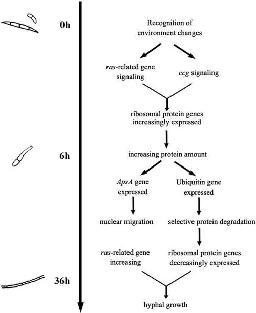 FIG. 1.