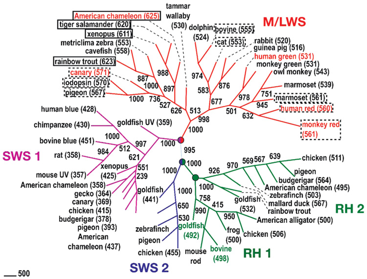 FIGURE 1