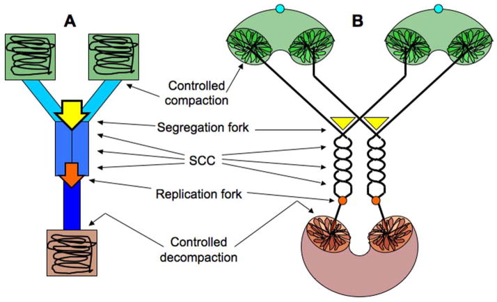 The chromosome cycle of prokaryotes - PMC