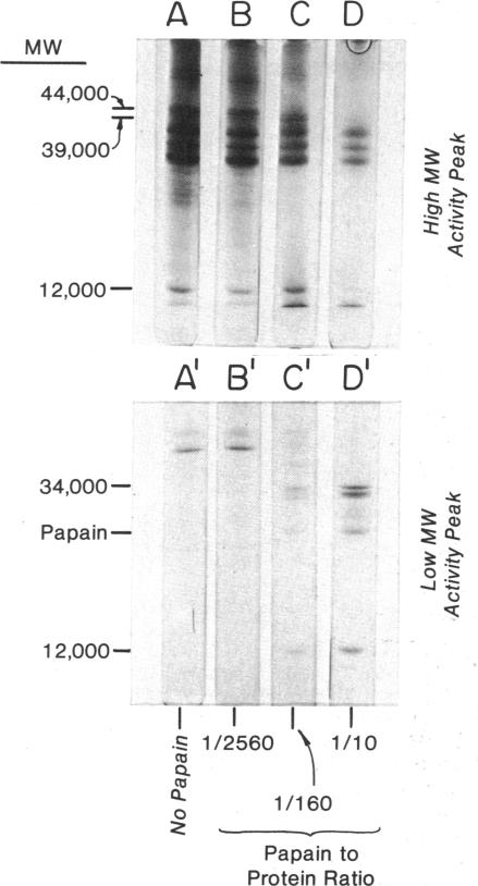 graphic file with name pnas00057-0535-a.jpg