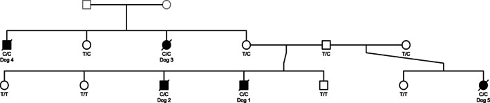 FIGURE 1