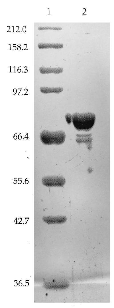 FIG. 1