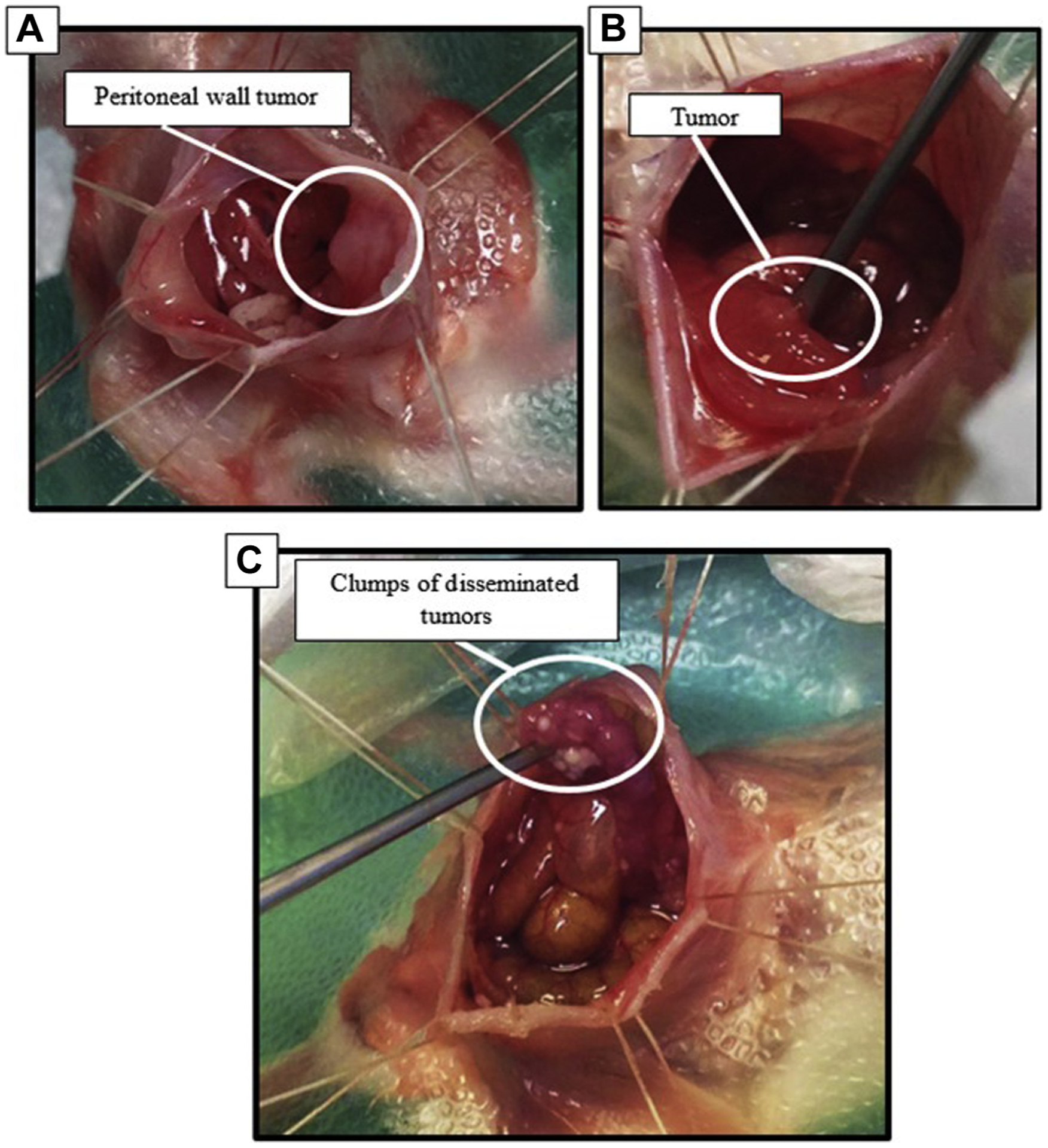 Fig. 4 –