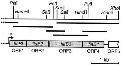 FIG. 1.