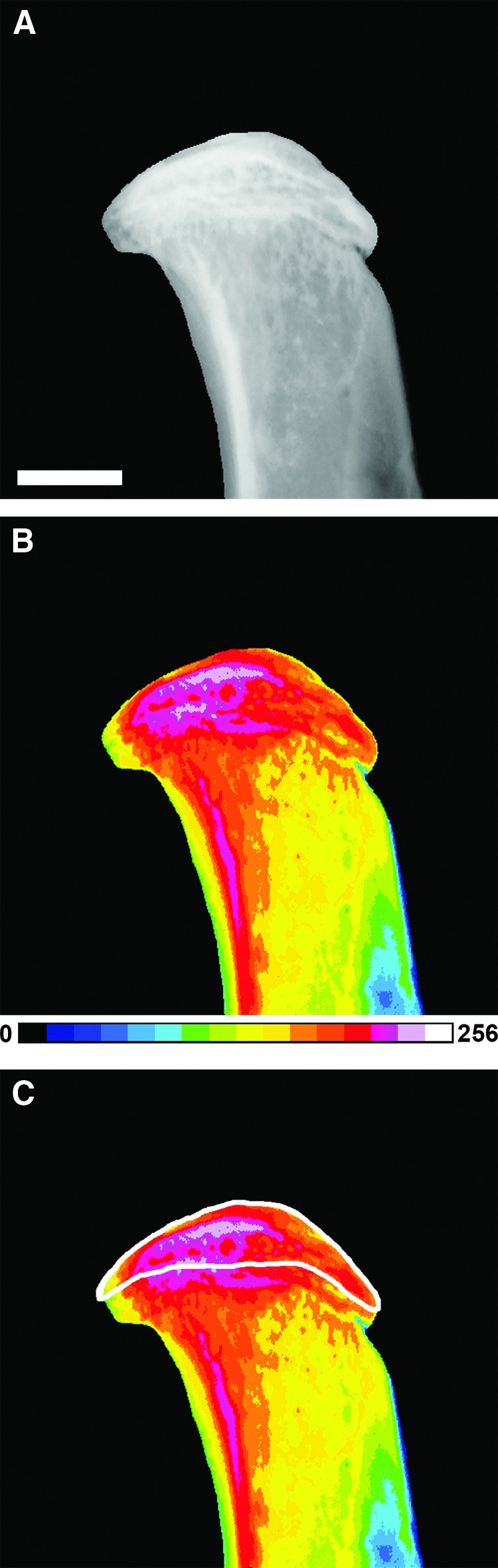 FIG. 2.