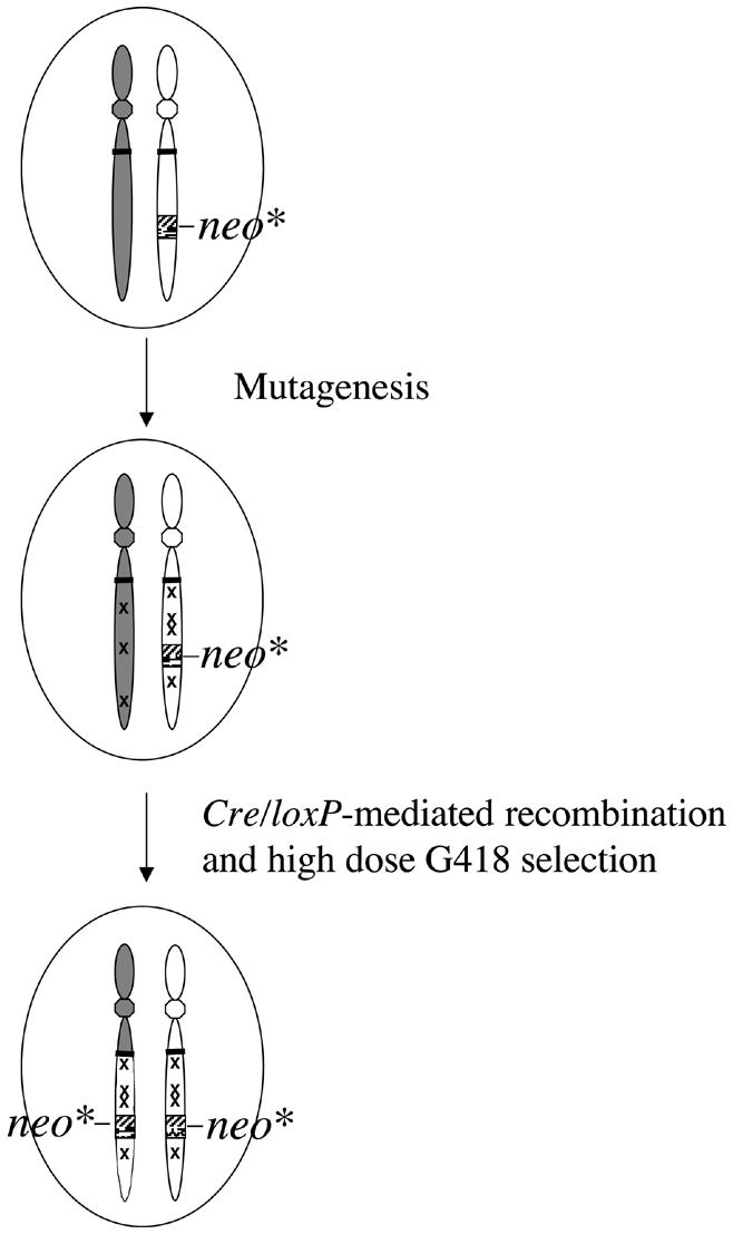 graphic file with name kvf09703.jpg