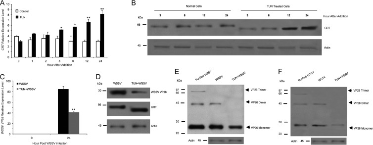 FIG 6