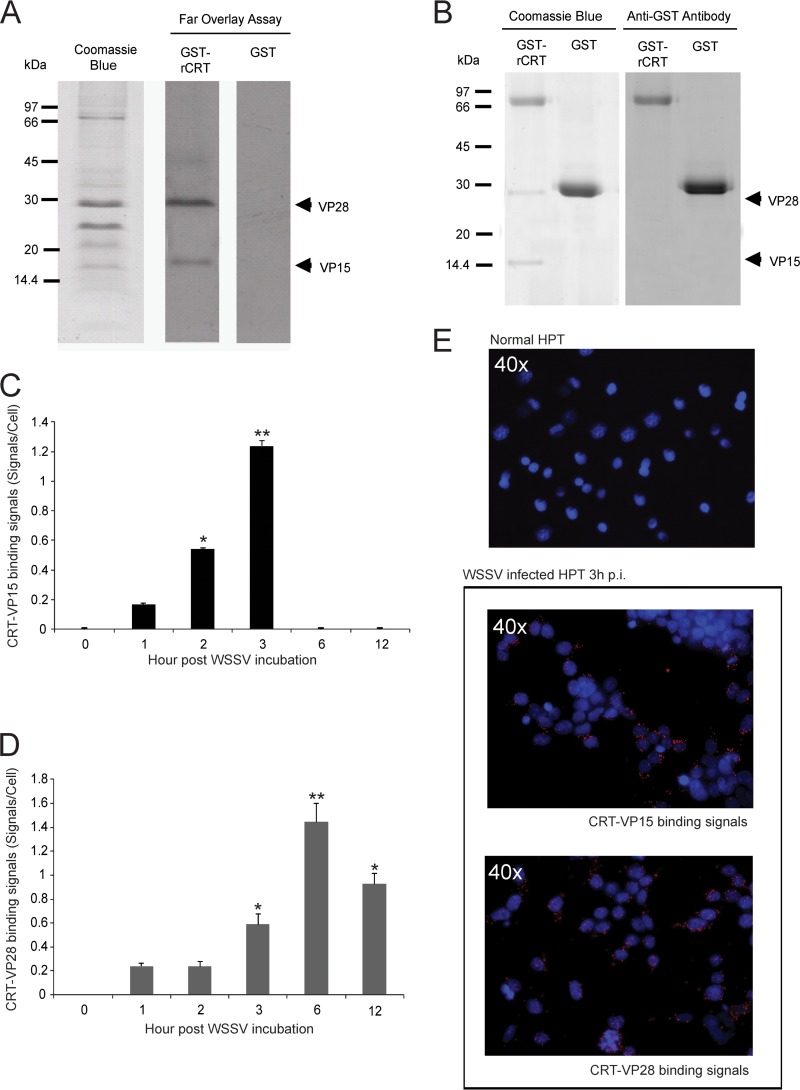 FIG 2