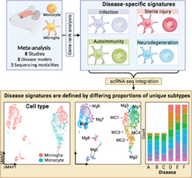 graphic file with name GLIA-71-904-g001.jpg