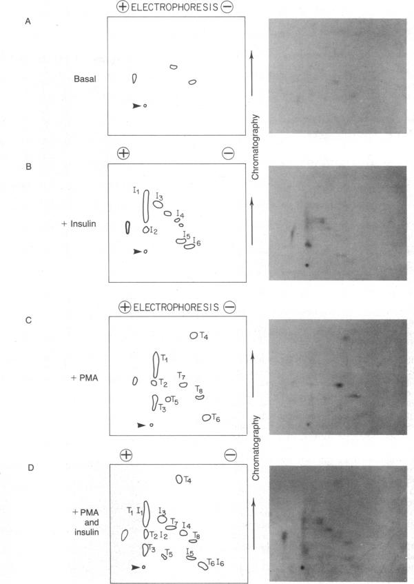 graphic file with name pnas00625-0139-a.jpg