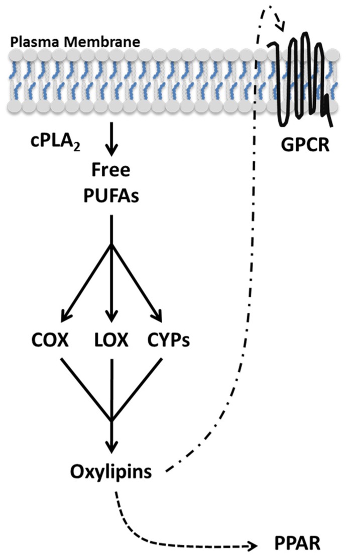 FIGURE 1