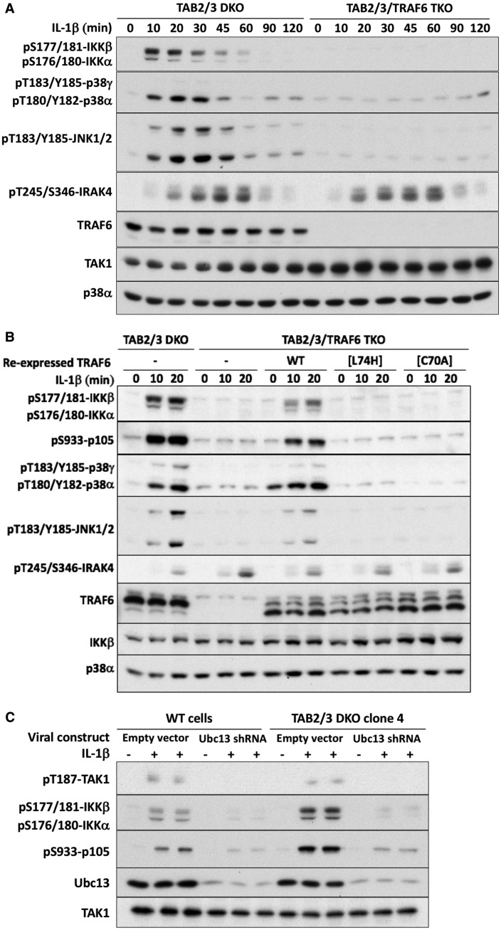 Figure 3.