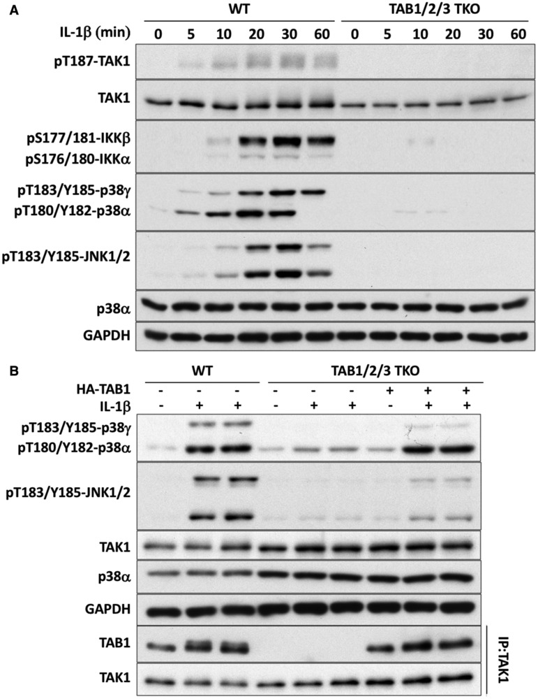 Figure 4.