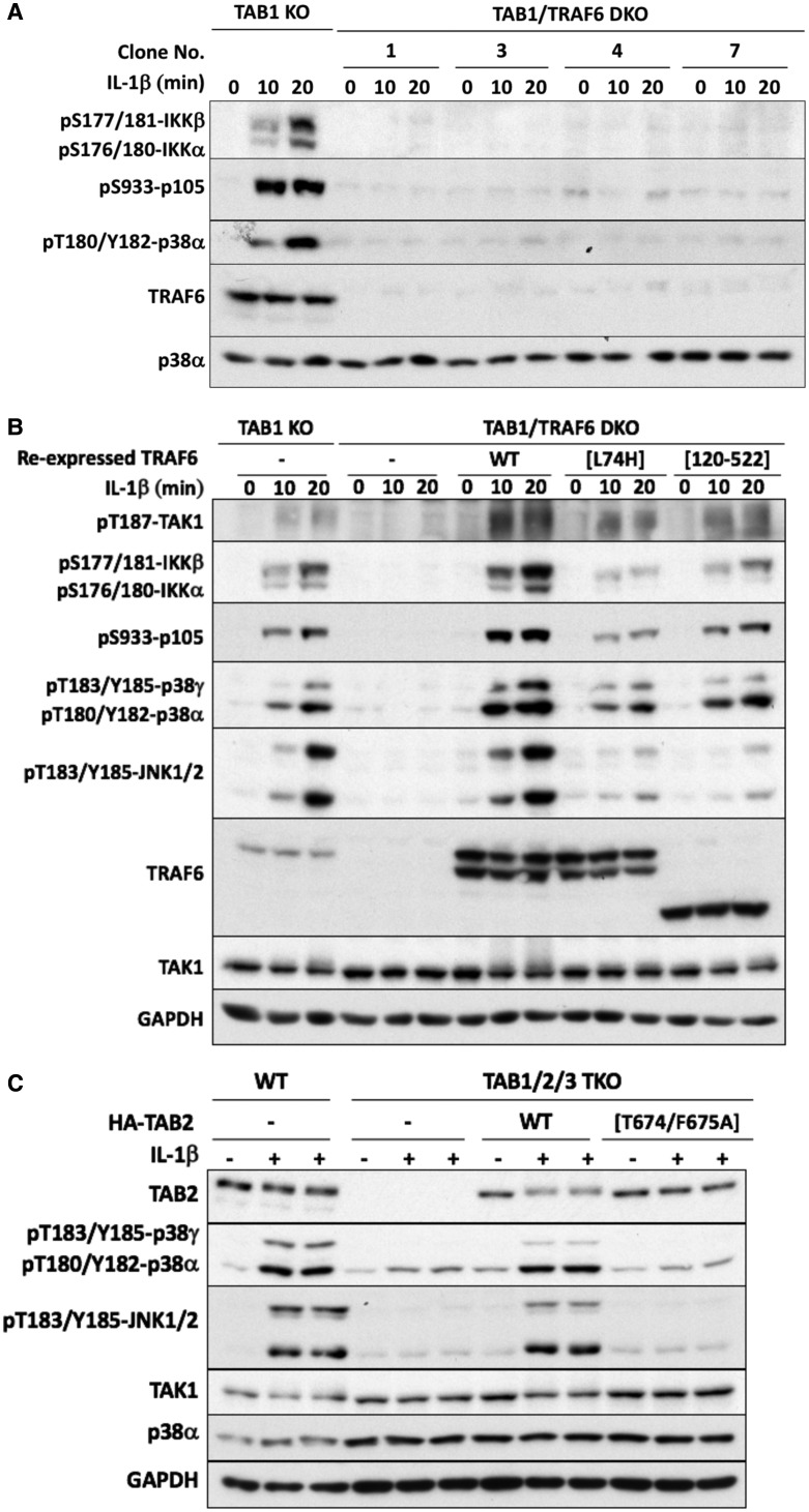 Figure 6.