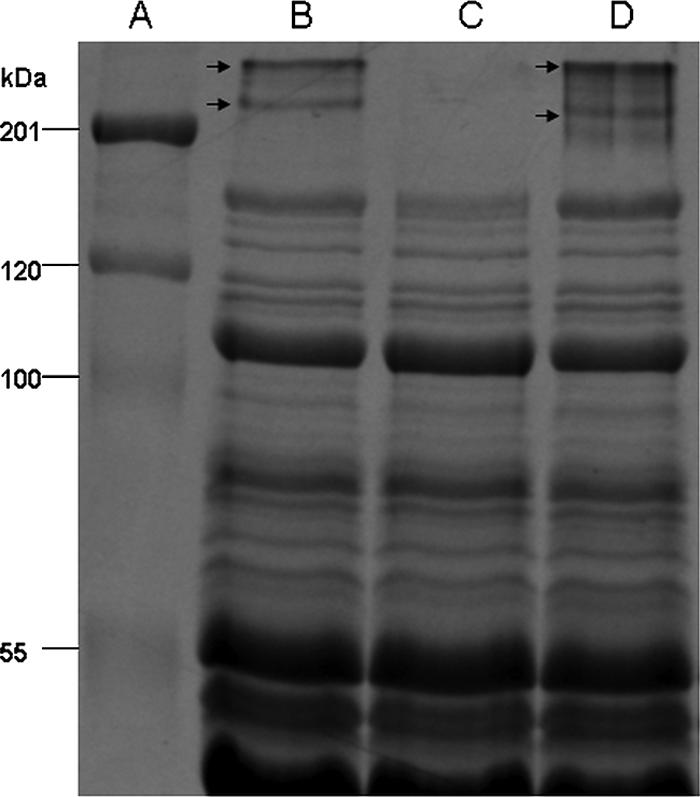 FIG. 5.