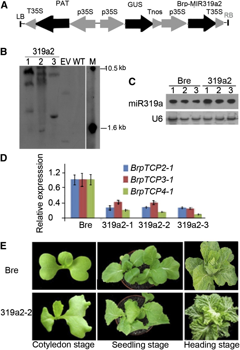 Figure 4.