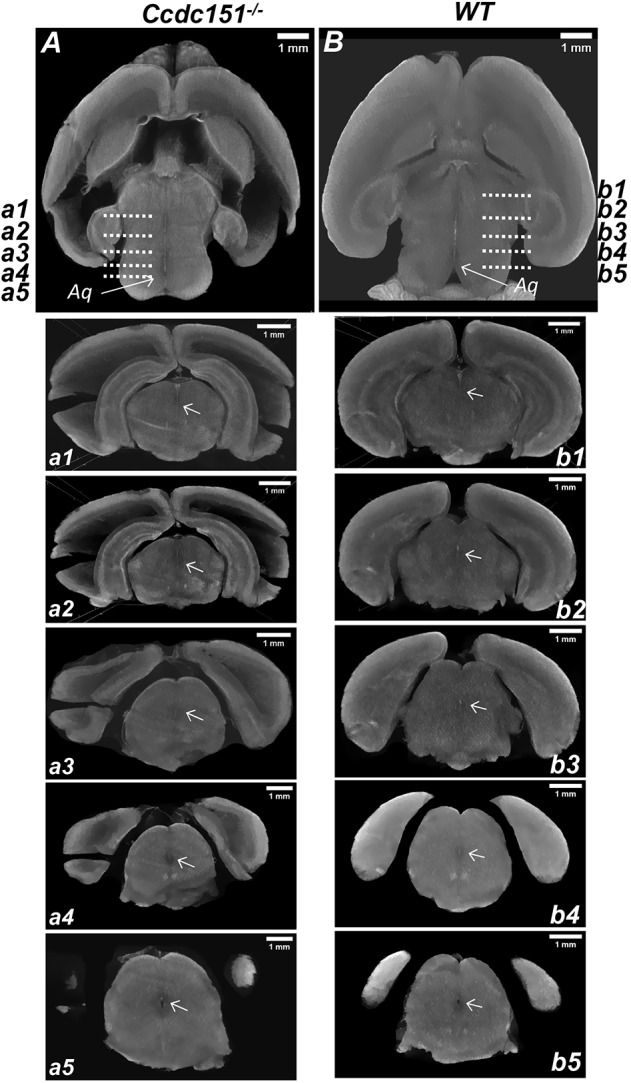 Fig. 6.