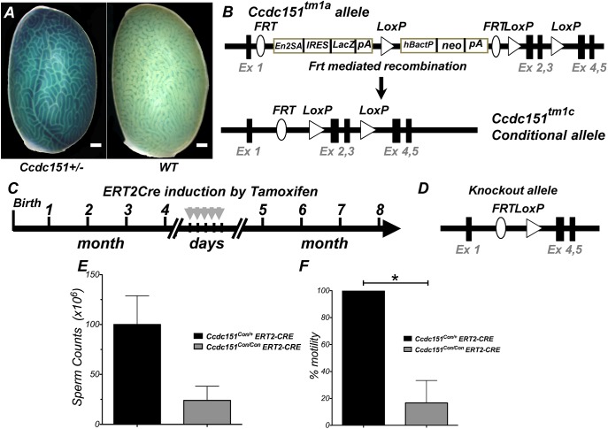 Fig. 8.