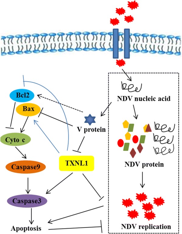 Figure 5