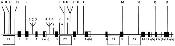 Figure  1