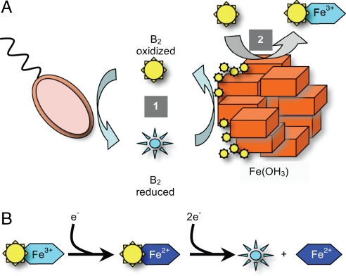 Fig. 6.