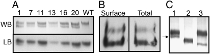 Fig. 4