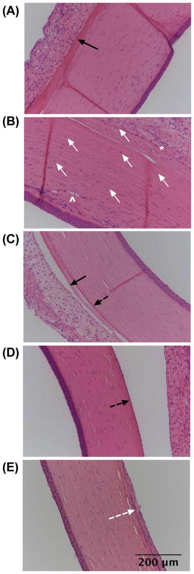 Fig 5