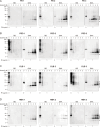 Figure 3—figure supplement 1.