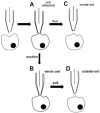 Fig. (1)