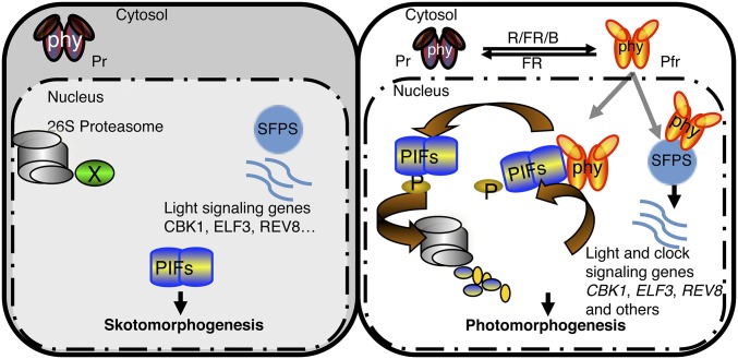 Fig. 9.