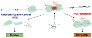 Graphical Abstract