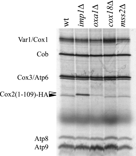 FIG. 2.