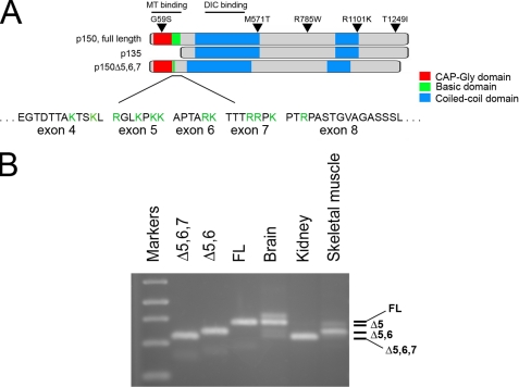 FIGURE 1.