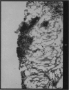 444-1