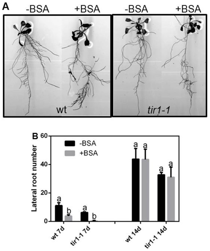 Figure 7