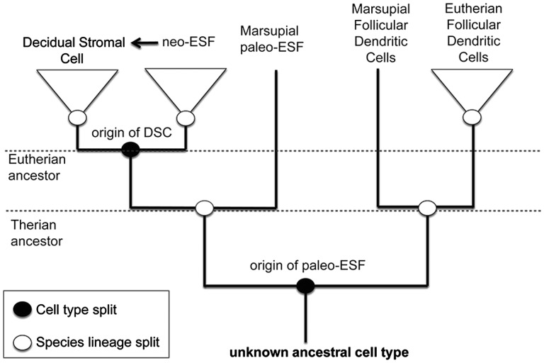 Fig. 1.—