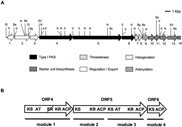 FIG. 2.