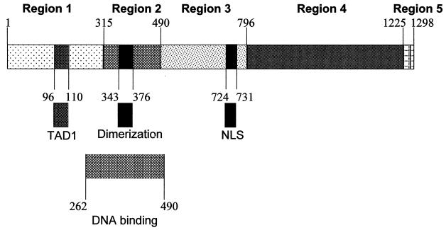 FIG. 1.