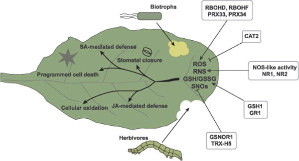 Fig. 2