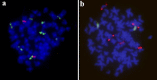 Figure 2 -